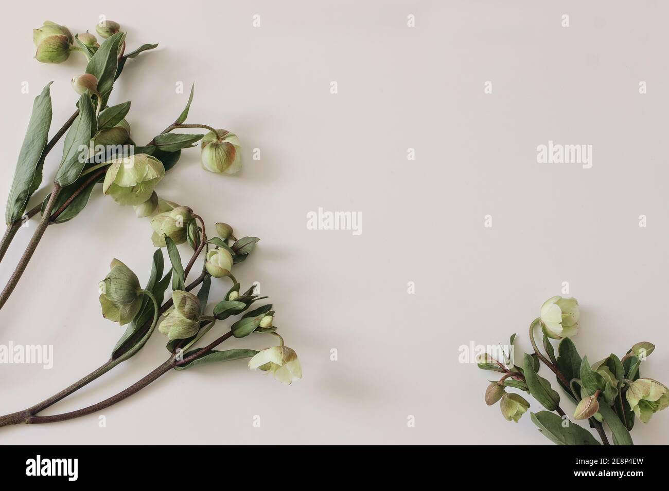 Spring floral frame, banner. Green hellebores flowers on neutral beige champagne table background. Empty copy space. Flat lay, top view. Natural Stock Photo