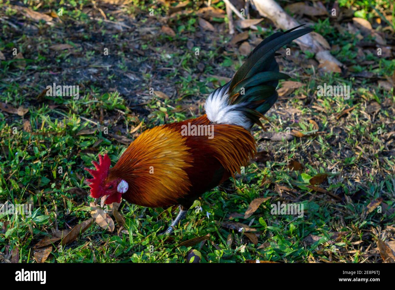 Male Red Junglefowl (Gallus gallus, domestic chicken ancestor) rooster walking on the ground, Steven J. Fousek Preserve, St. Lucie County, Florida Stock Photo