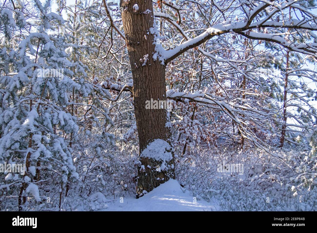 trees in Winter in Neugraben Heath, Harburg, Hamburg, Germany Stock Photo
