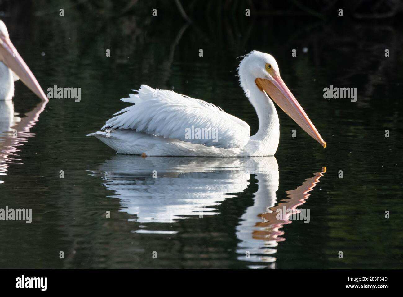 White Pelican swimming to right side of estuary water with beak reflecting in the surface. Stock Photo