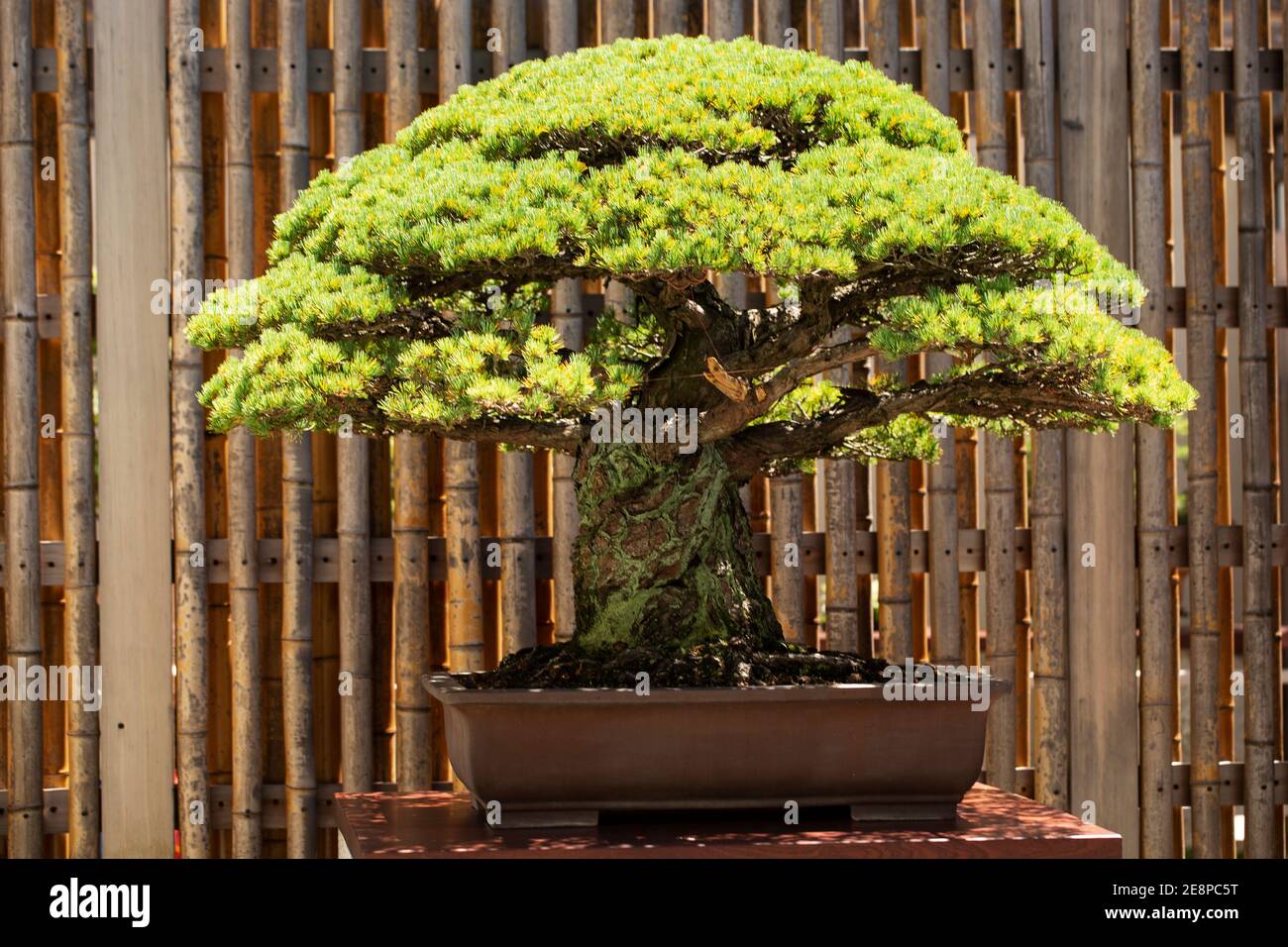 A centuries-old Japanese bonsai tree from Hiroshima on display at the  National Arboretum in Washington, DC, USA Stock Photo - Alamy
