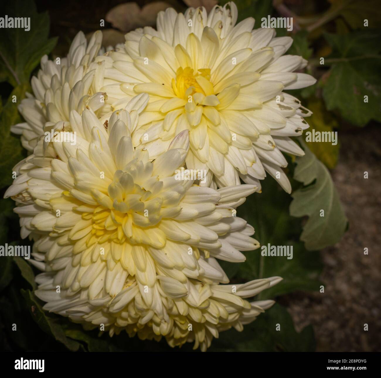 Chrysanthemum photo hi-res stock photography and images - Alamy