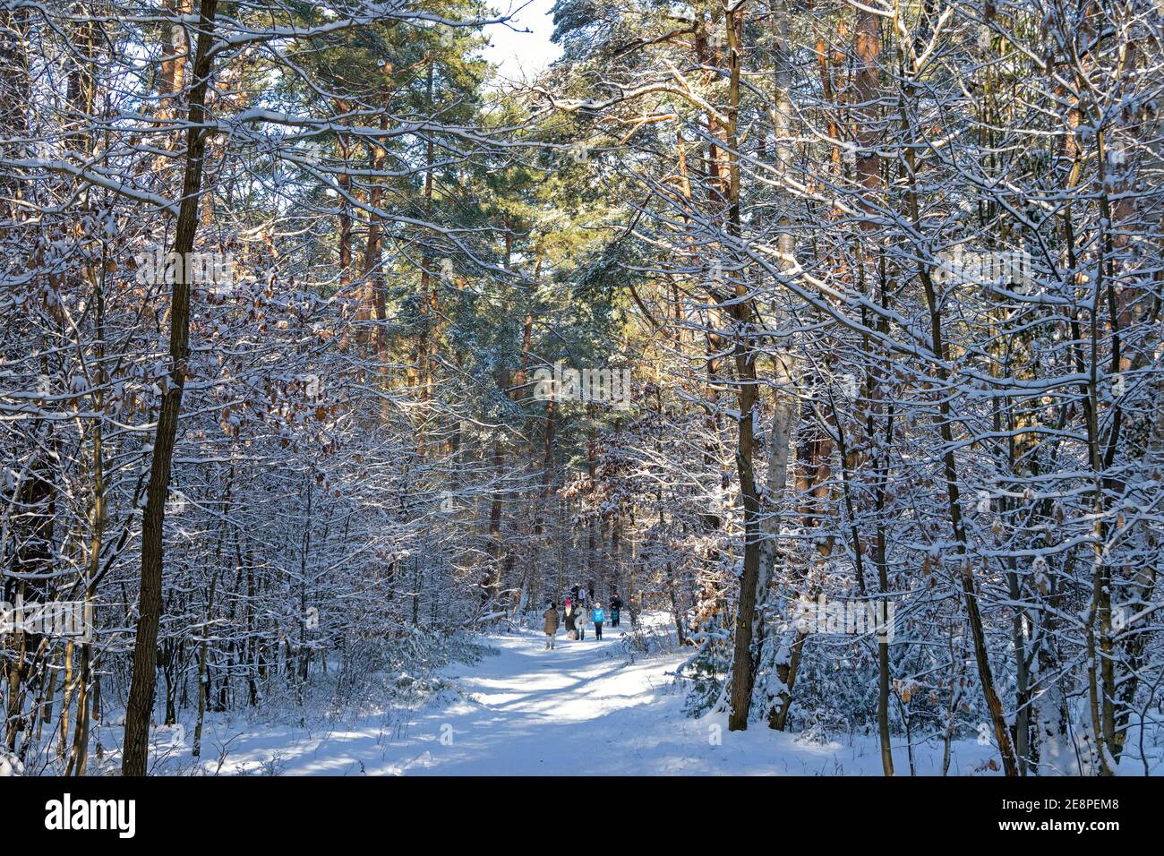 winterly hike path at Neugraben Heath, Harburg, Hamburg, Germany Stock Photo