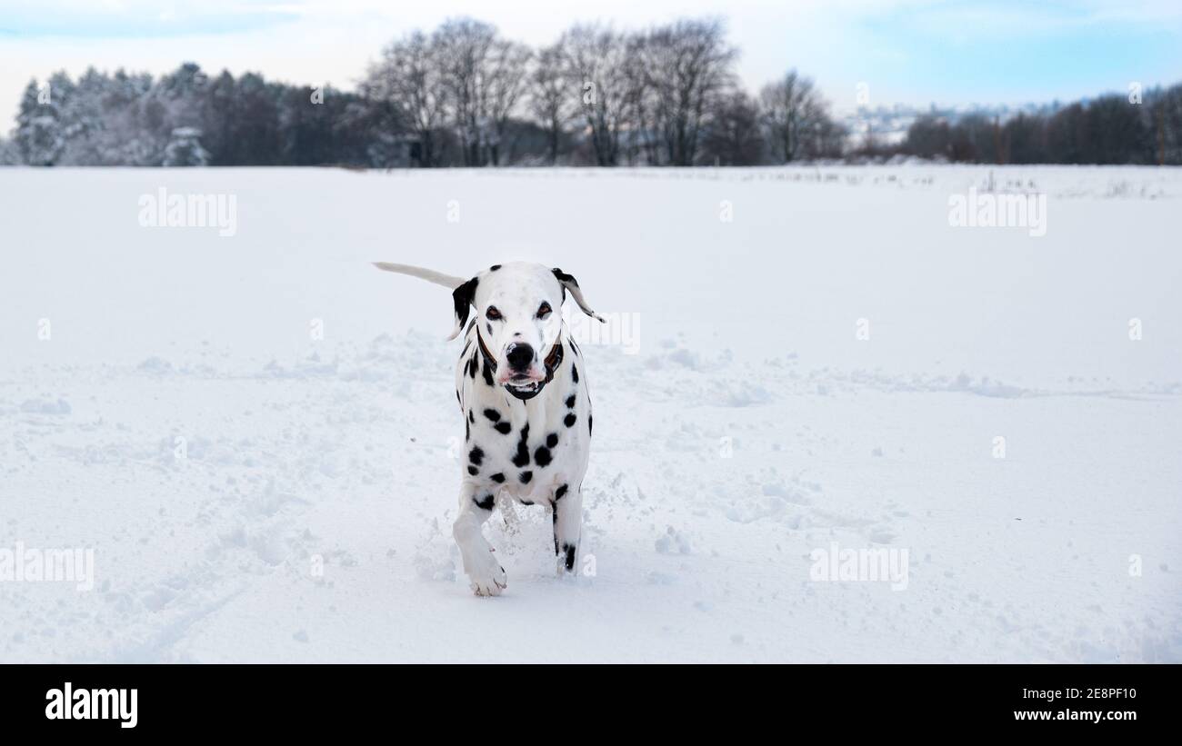 Dalmatian in Winter Snow Scene Stock Photo Alamy