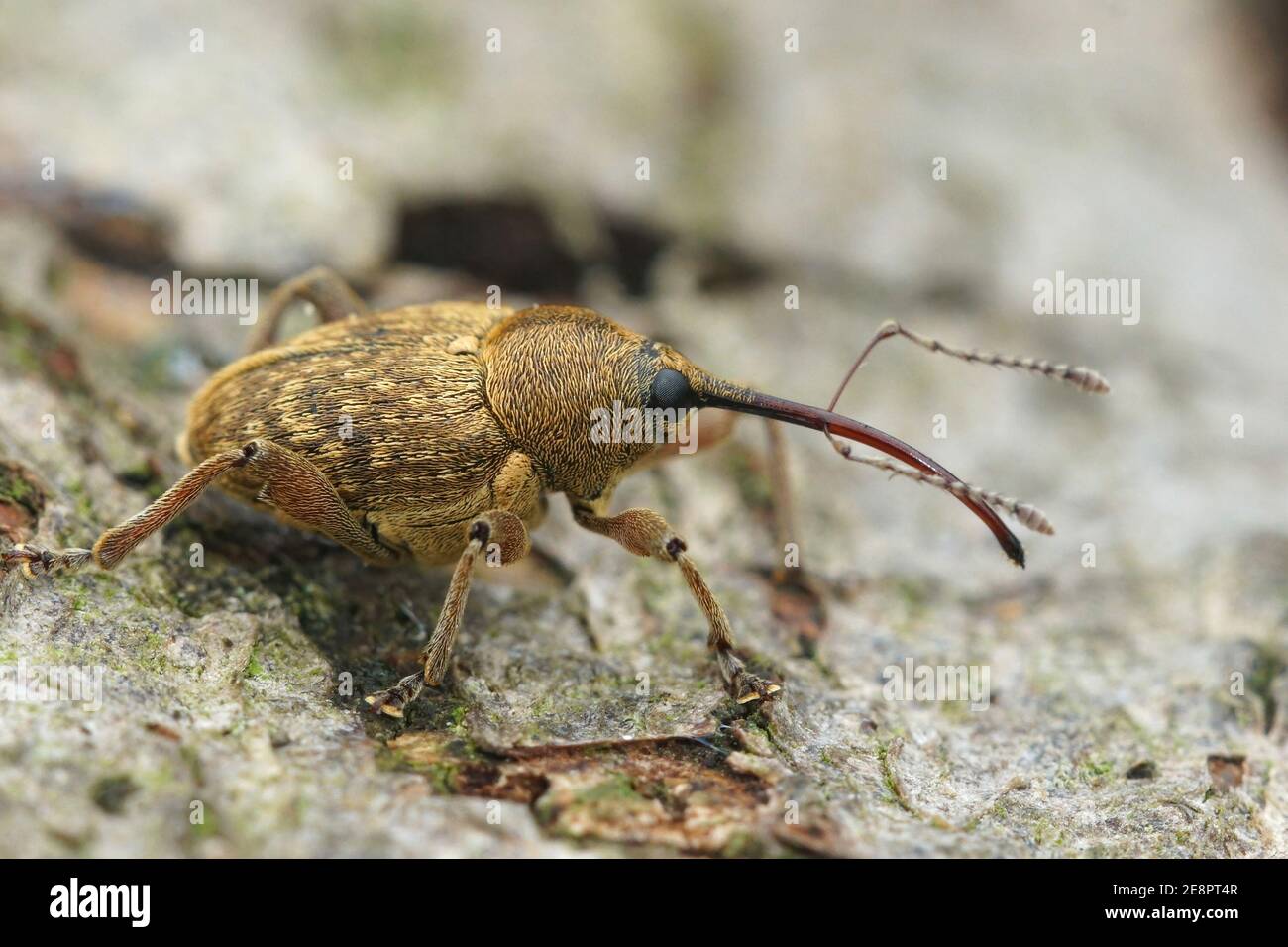 Close up of a the small nut weevil, Curculio nucum Stock Photo