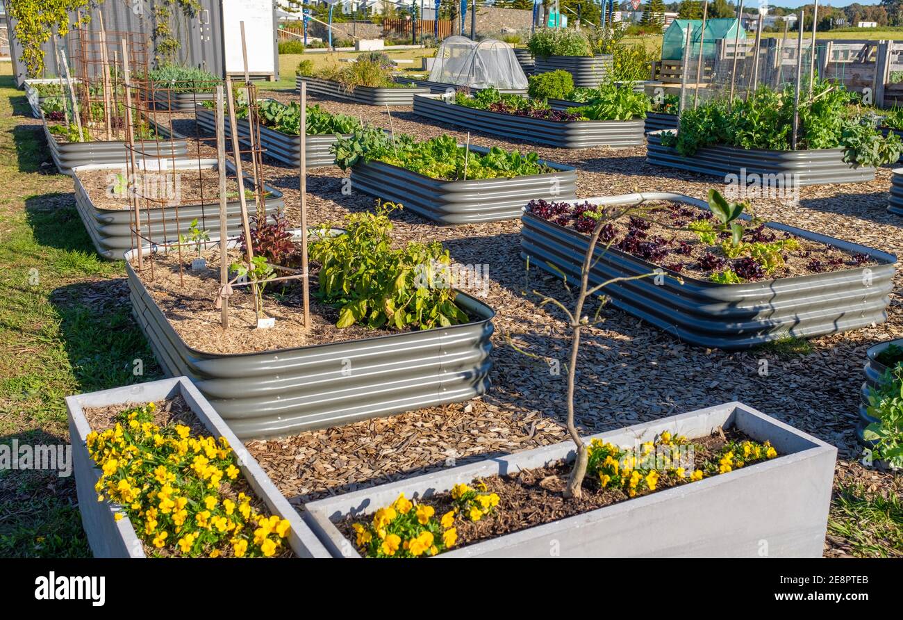 Community garden raised beds hi-res stock photography and images