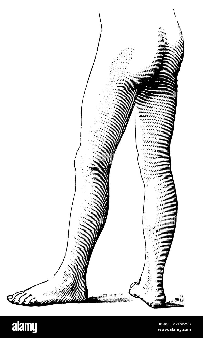 The lower half of the human (legs). Illustration of the 19th century. Germany. White background. Stock Photo