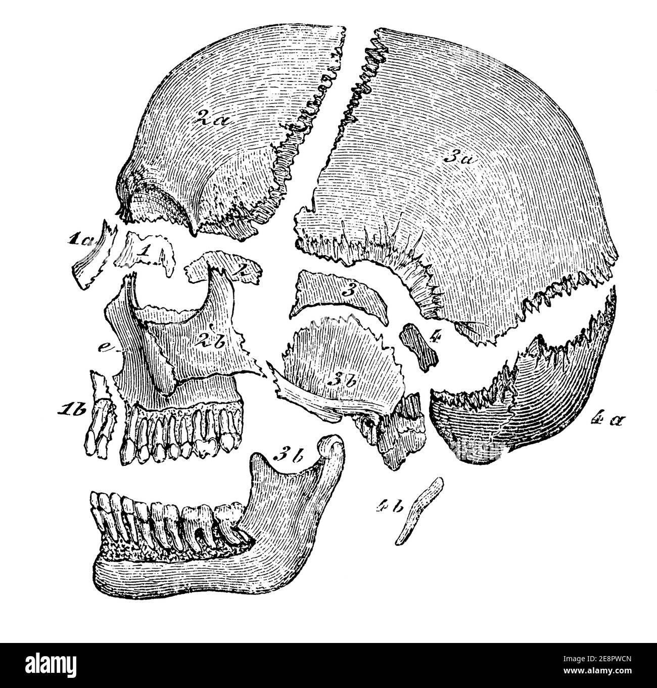 Skull bones. Shown separately with their seams for clarity. Illustration of the 19th century. Germany. White background. Stock Photo
