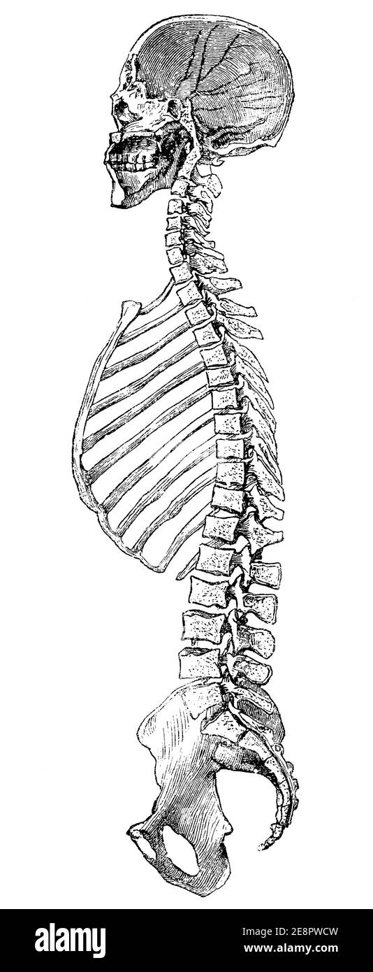 Human spine. Illustration of the 19th century. Germany. White background. Stock Photo