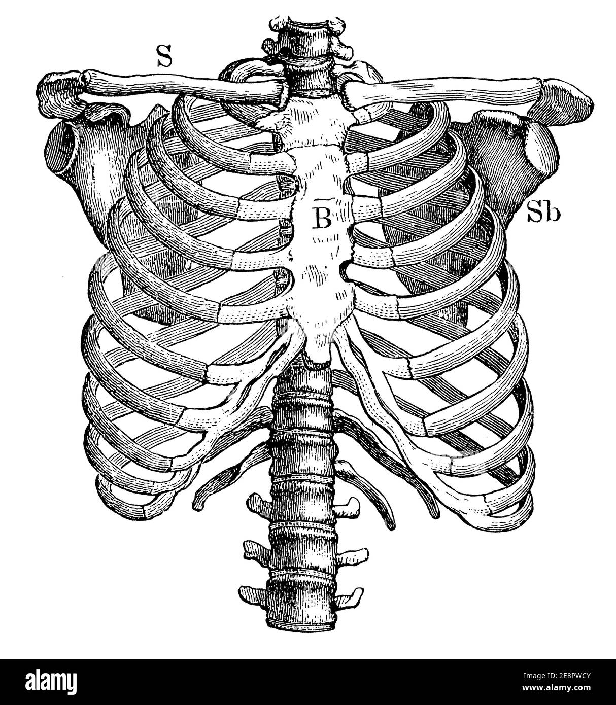Ребро отдел скелета. Скелет грудной клетки ребра. Скелет грудной клетки анатомия. Анатомия скелет грудной клетки ребра Грудина. Человеческая грудная клетка скелет.