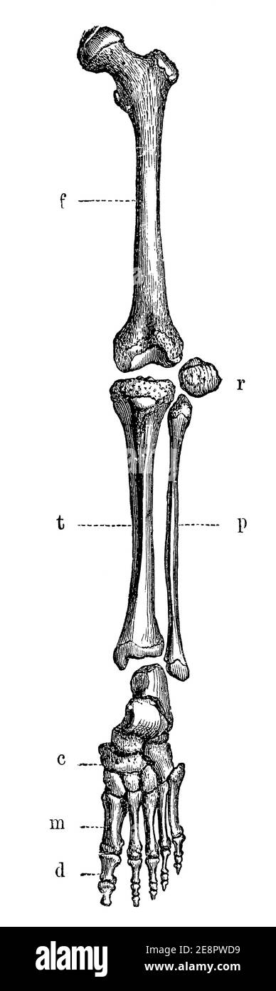 Left legs bones humans seen from the front. Illustration of the 19th century. Germany. White background. Stock Photo