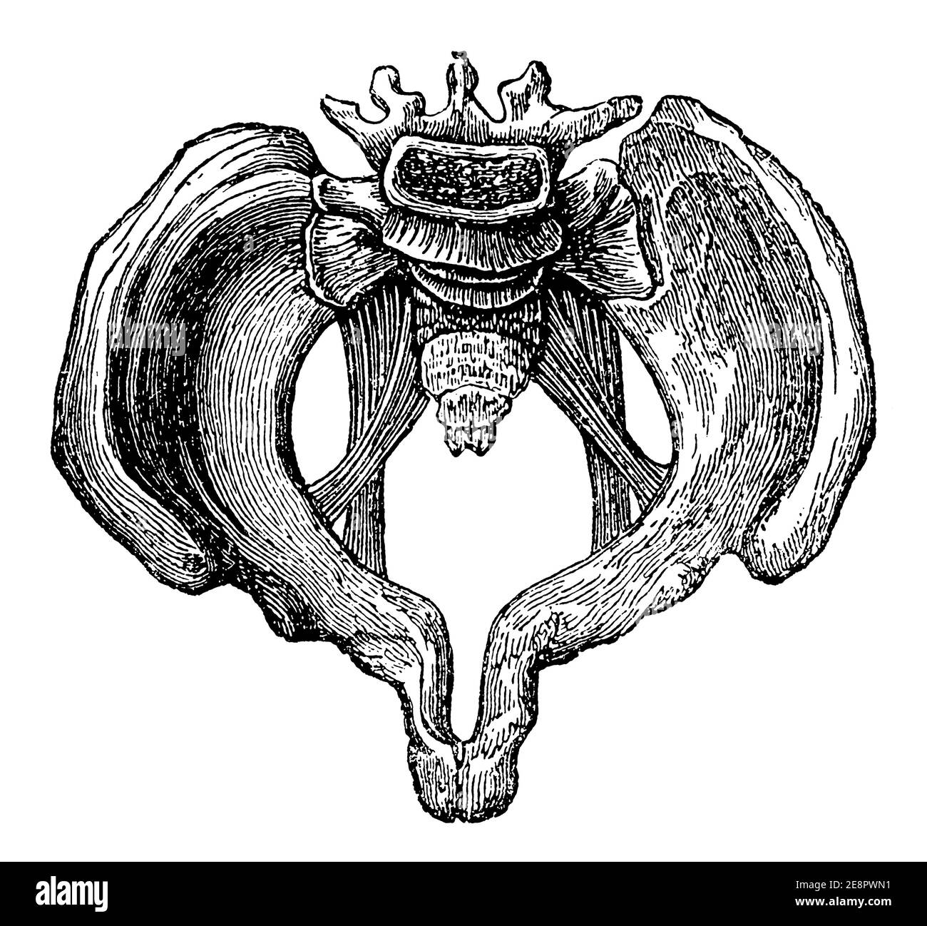 Pelvis anatomy hires stock photography and images Alamy