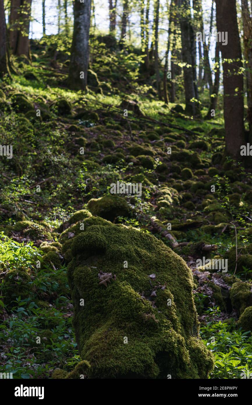 close up of eautiful green moss covered stone on forest ground in golden sunlight Stock Photo