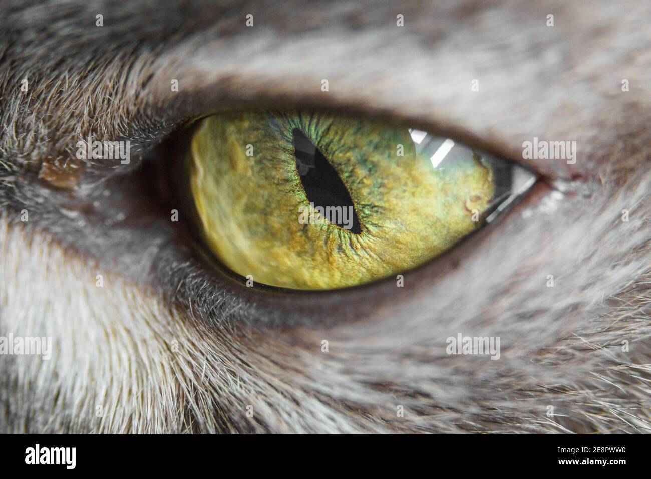 Detail of one eye of a grey fur cat Stock Photo