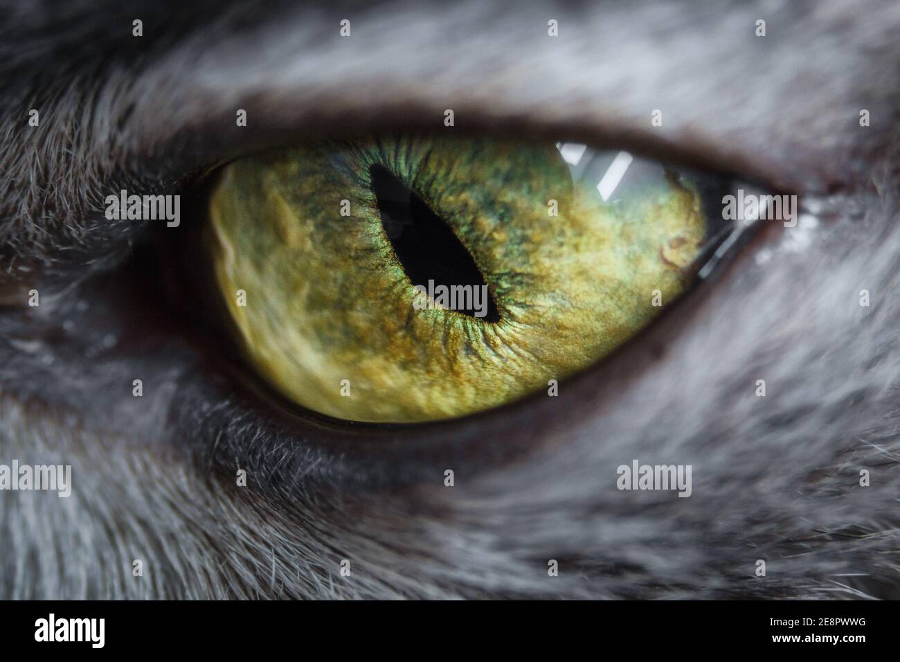 Detail of one eye of a grey fur cat Stock Photo