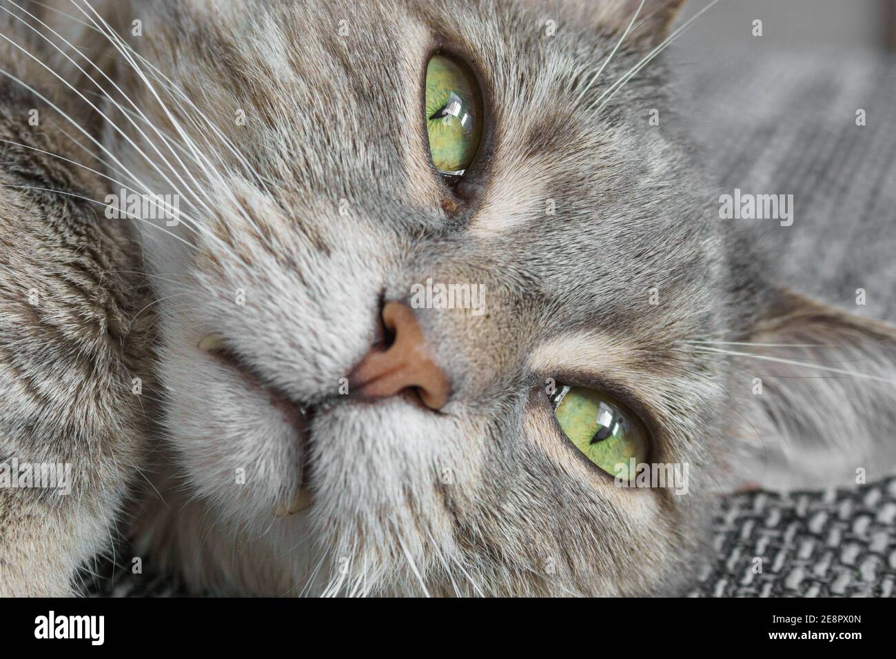 portrait of a relaxed lying cat with grey fur Stock Photo - Alamy