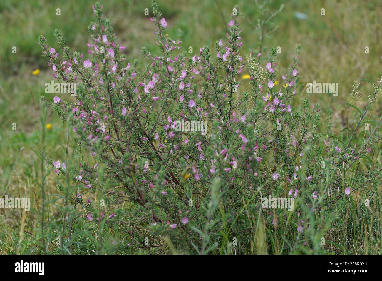 Pink flowers of the common restharrow or Ononis repens in a grassland Stock Photo