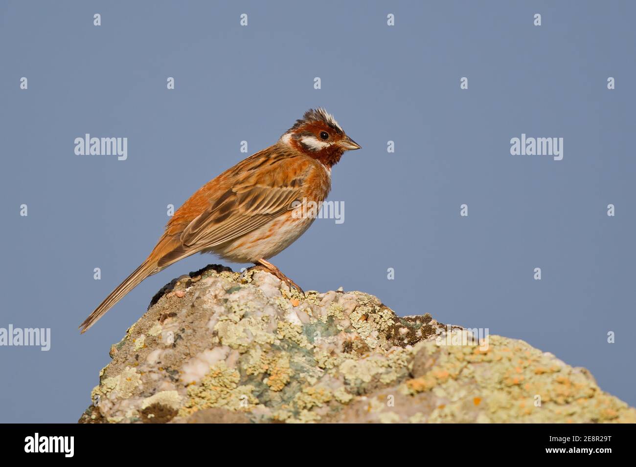 Pine Bunting (Emberiza leucocephalos), adult male sitting on rock, Lake Huvsgol, Mongolia Stock Photo