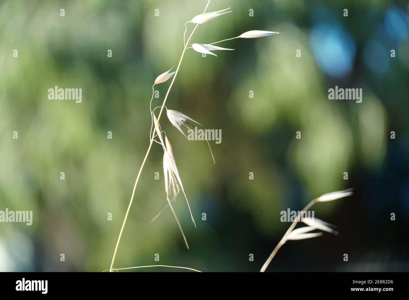 Artistic weeds hi-res stock photography and images - Alamy