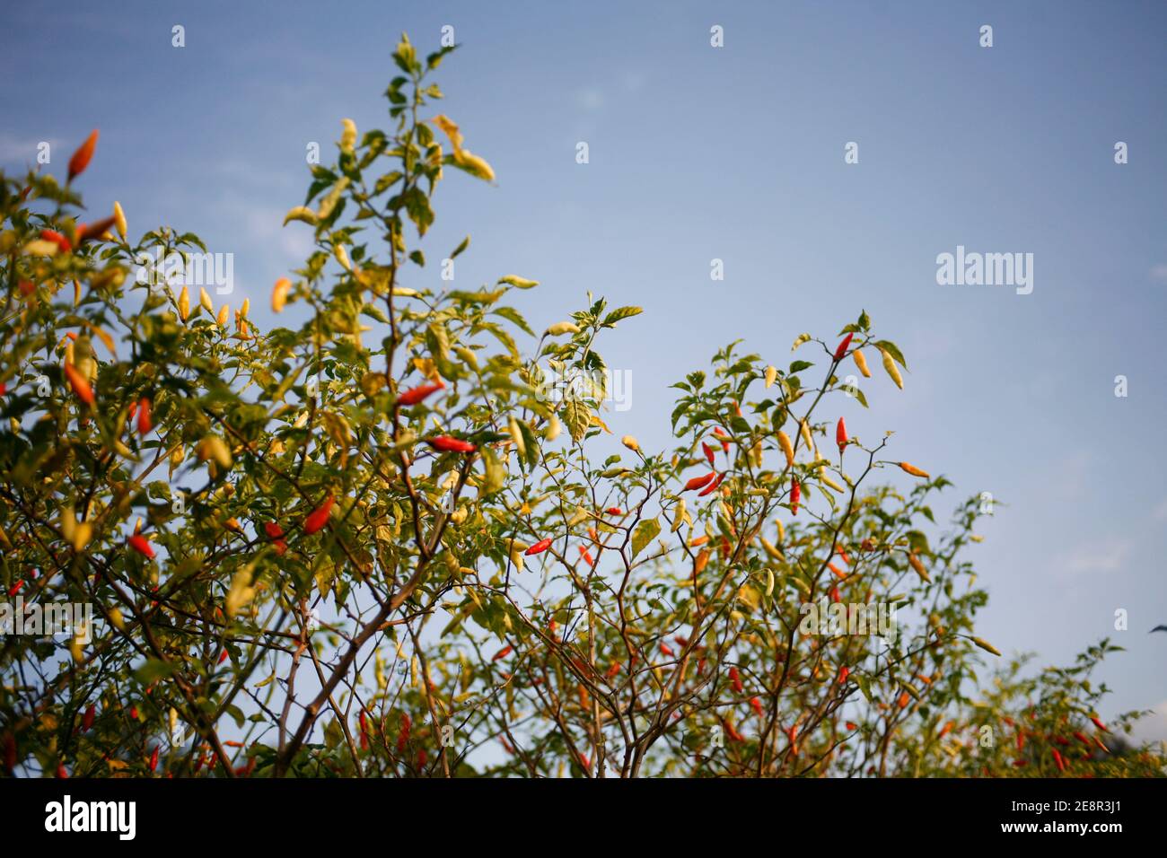 chili pepper tree Stock Photo Alamy