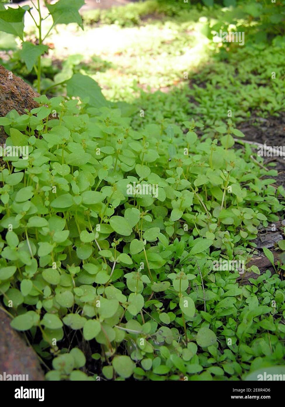 Mimulus gemmiparus plant lg. Stock Photo