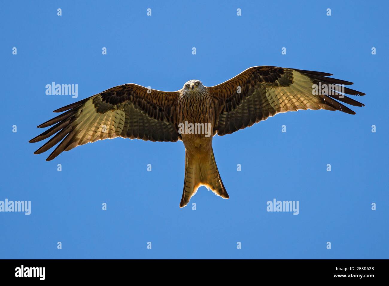 Red Kite (Milvus milvus) adult flying close-up, Baden-Wuerttemberg, Germany Stock Photo