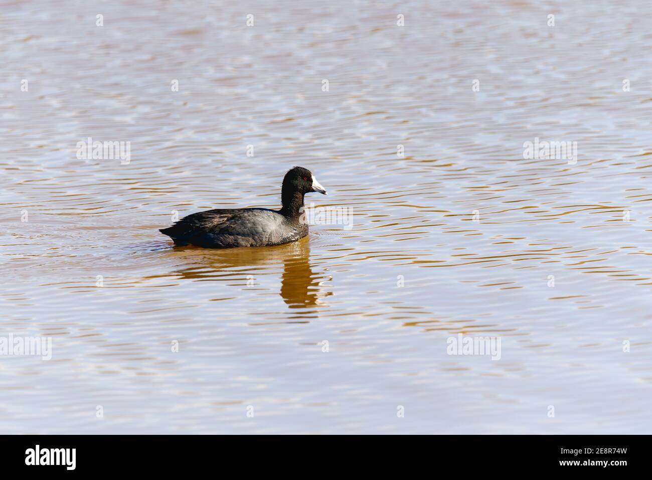 American coot, also known as a mud hen or pouldeau, floating on water. Oso Flaco Lake sunset, California Stock Photo