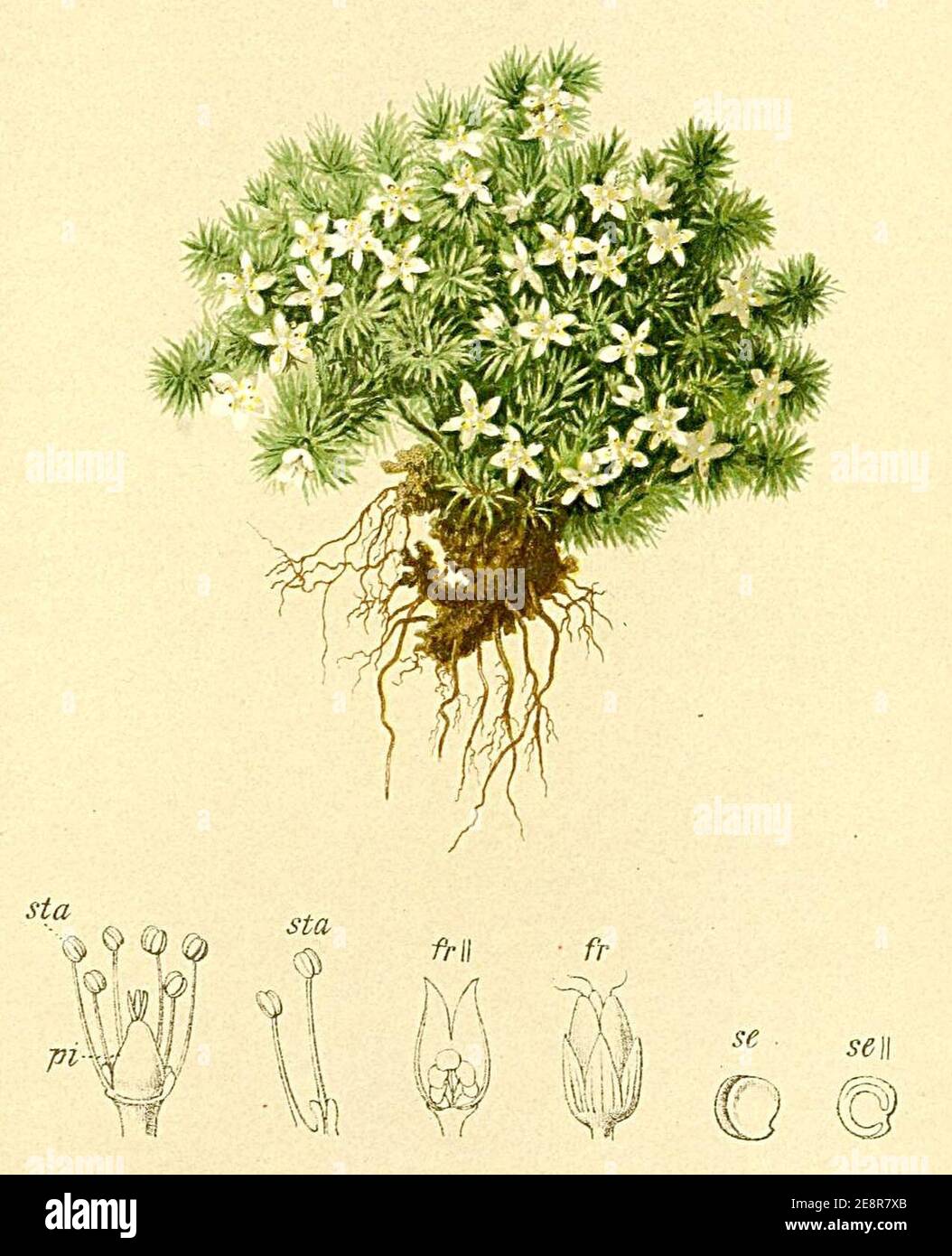 Minuartia sedoides Atlas Alpenflora. Stock Photo