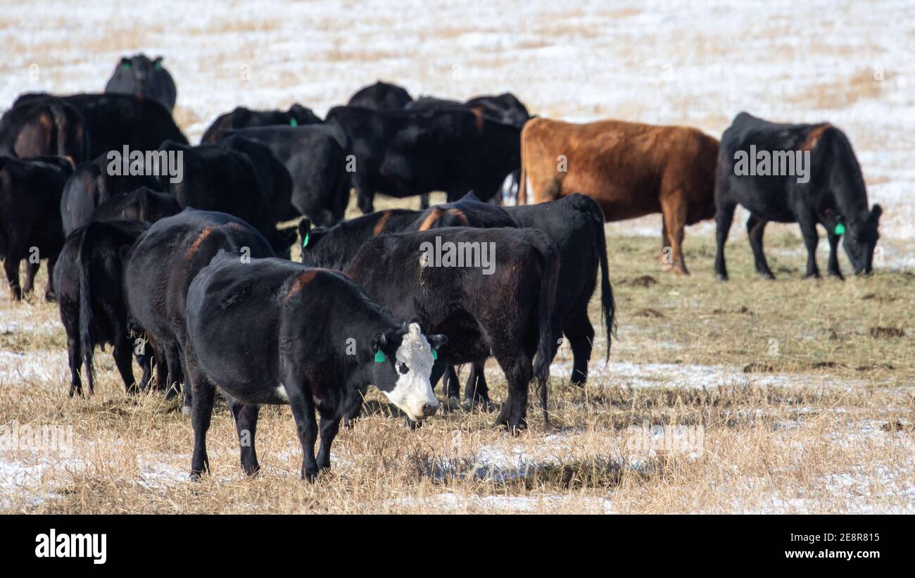 Field of cows grazing hi-res stock photography and images - Alamy