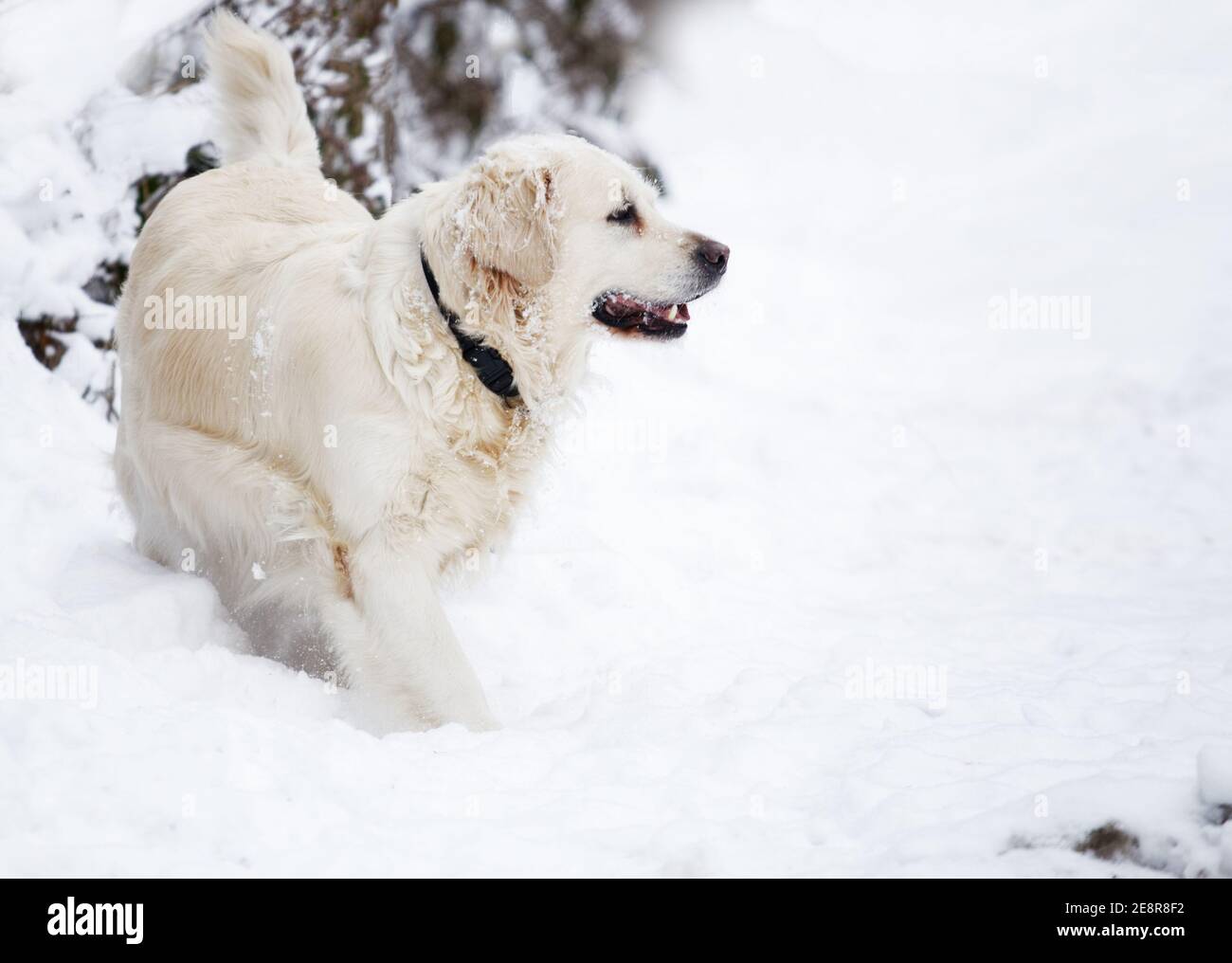 Happy Golden retriever dog on snow  outside in winter Stock Photo