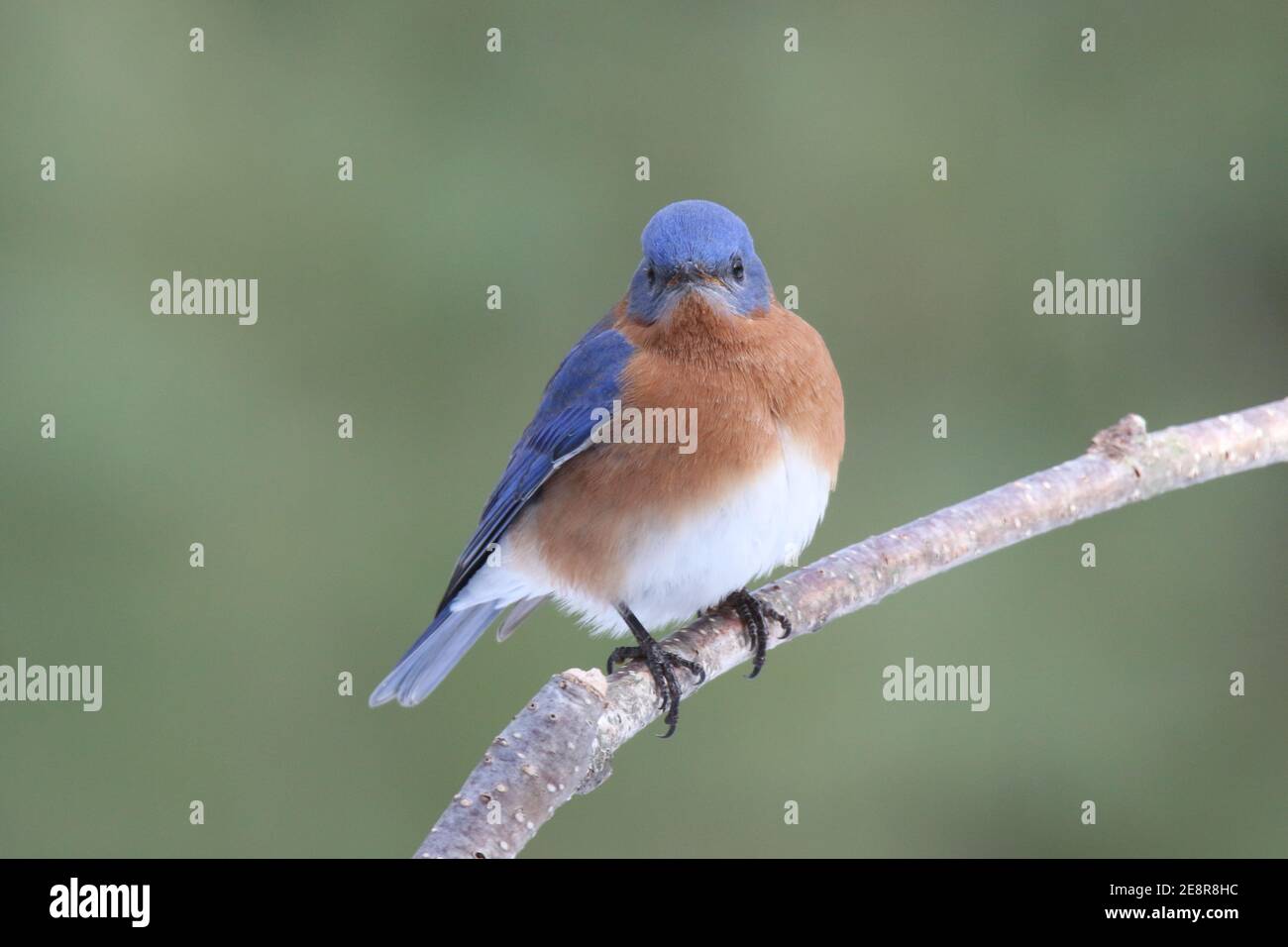 A male eastern bluebird Sialia sialis perching on a branch with a natural green background Stock Photo