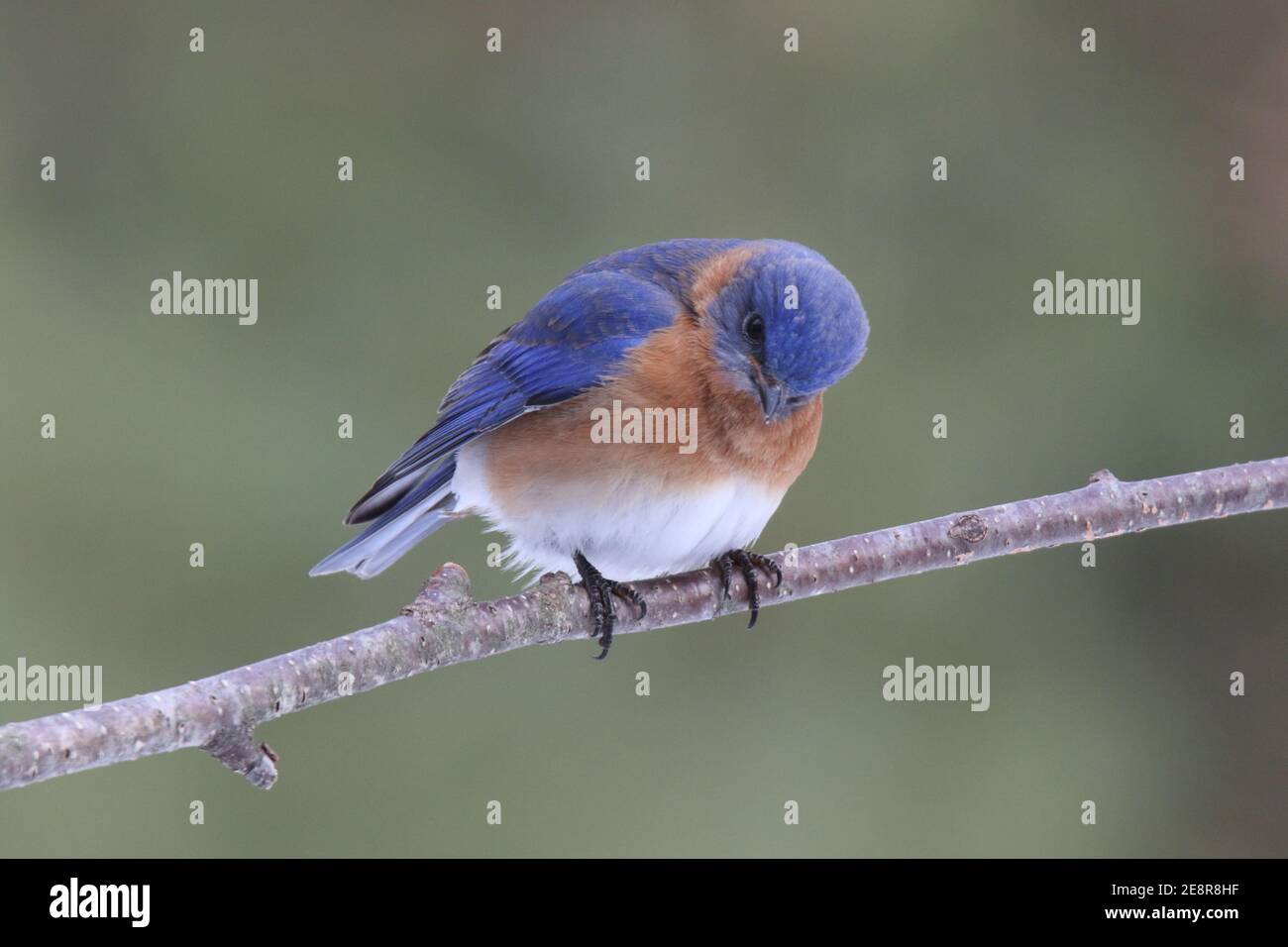 A male eastern bluebird Sialia sialis perching on a branch with a natural green background Stock Photo