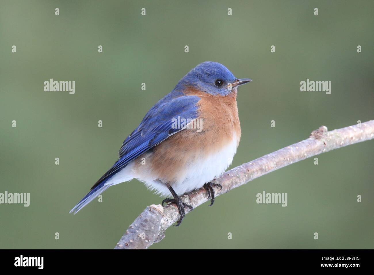 A male eastern bluebird Sialia sialis perching on a branch with a natural green background Stock Photo
