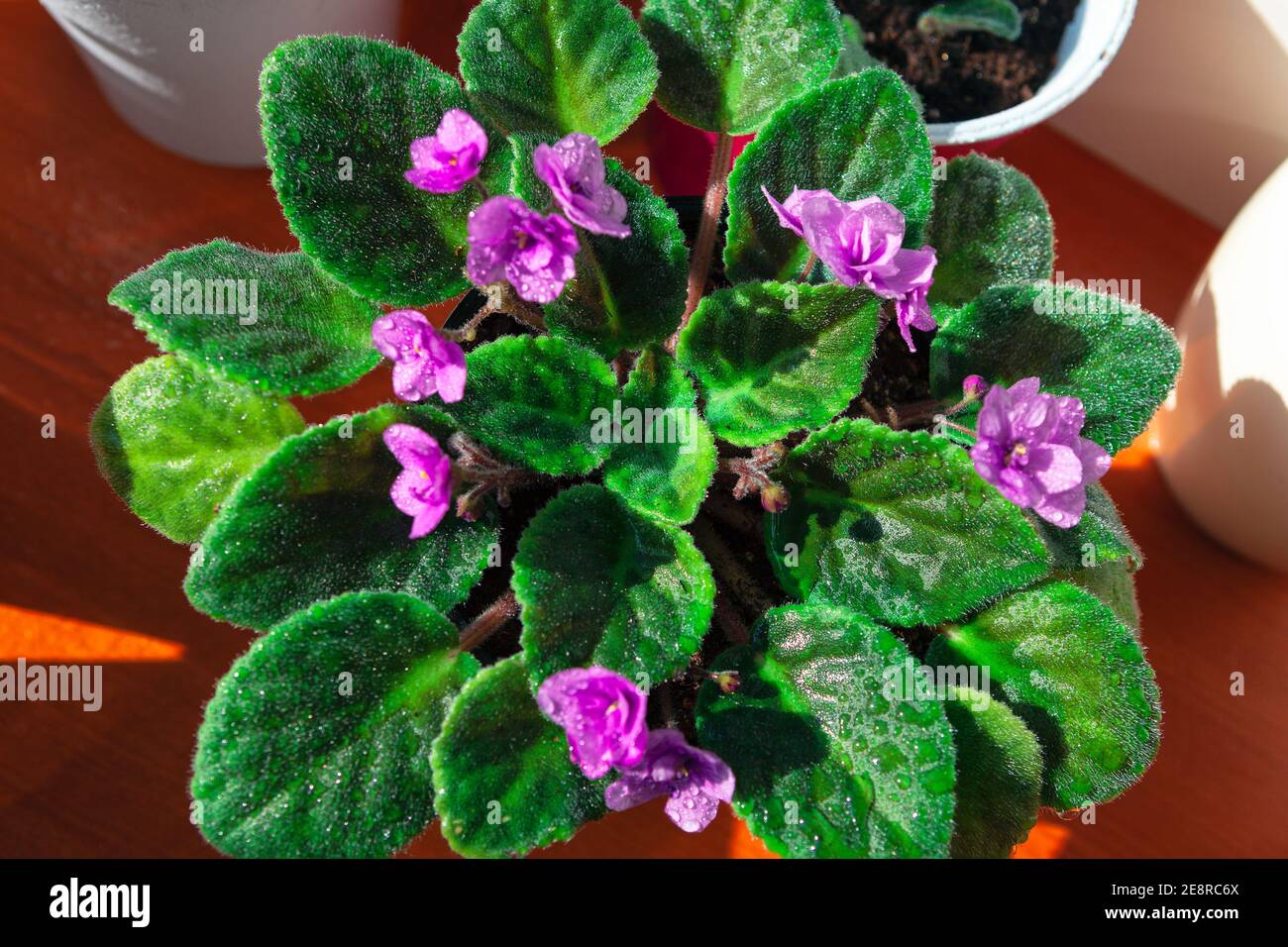 Indoor african violets .  Potted herbaceous perennial flowering plants Stock Photo