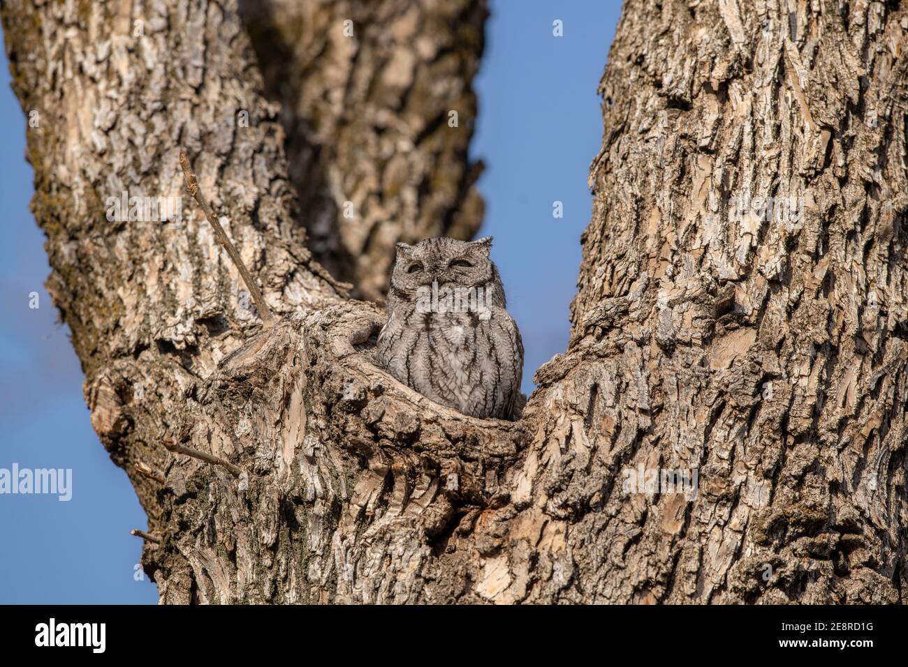 Camouflage owl hi-res stock photography and images - Alamy