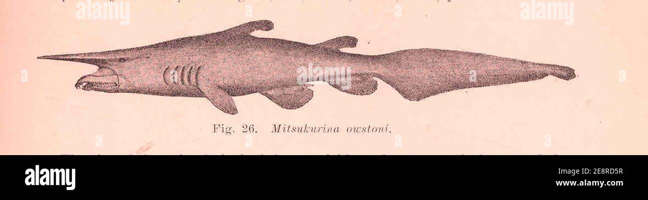 Mitsukurina owstoni Stock Photo Alamy