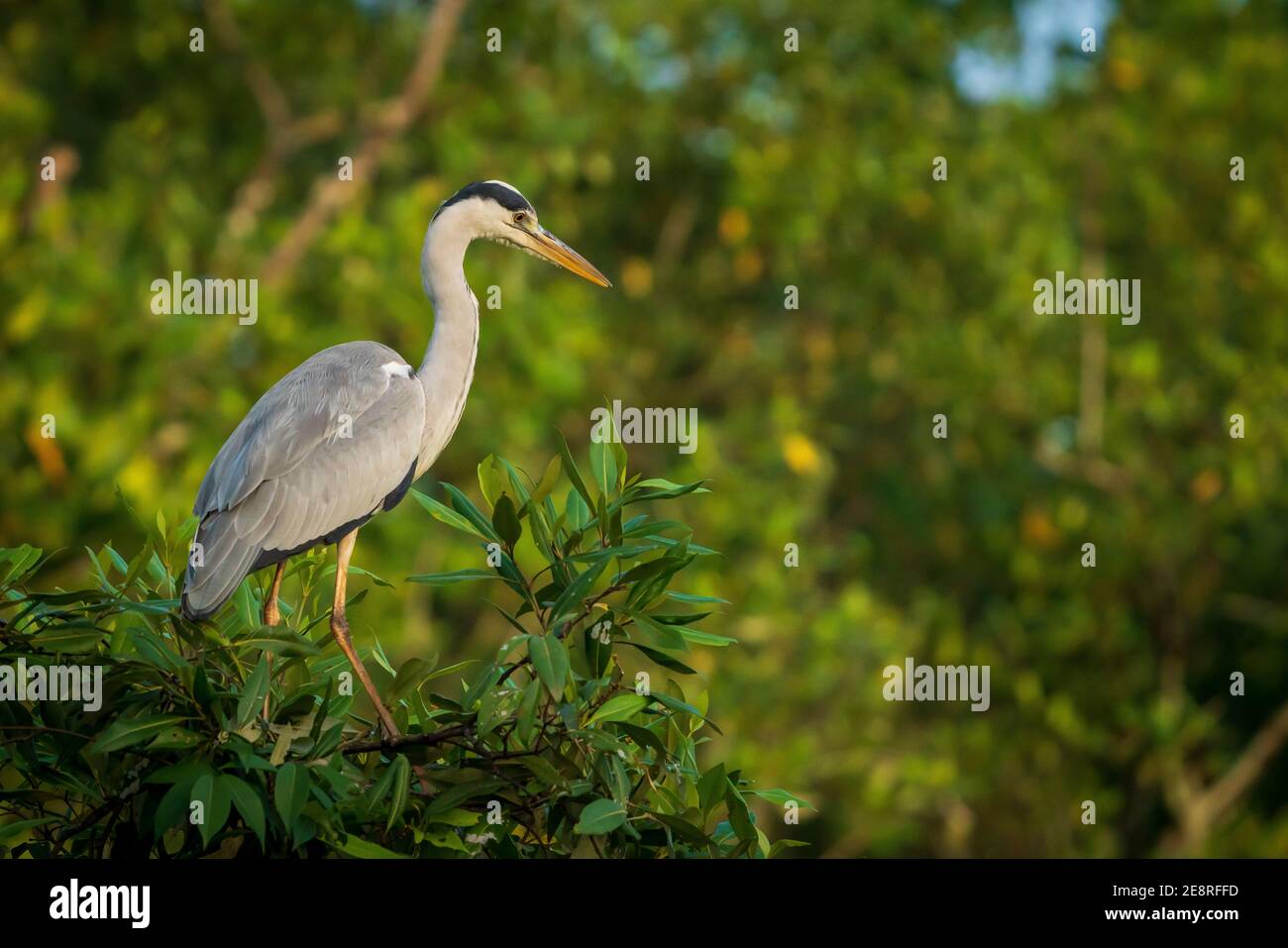 A single grey heron perched high in a tree in the mangrove area of Pasir Ris Park, Singapore Stock Photo