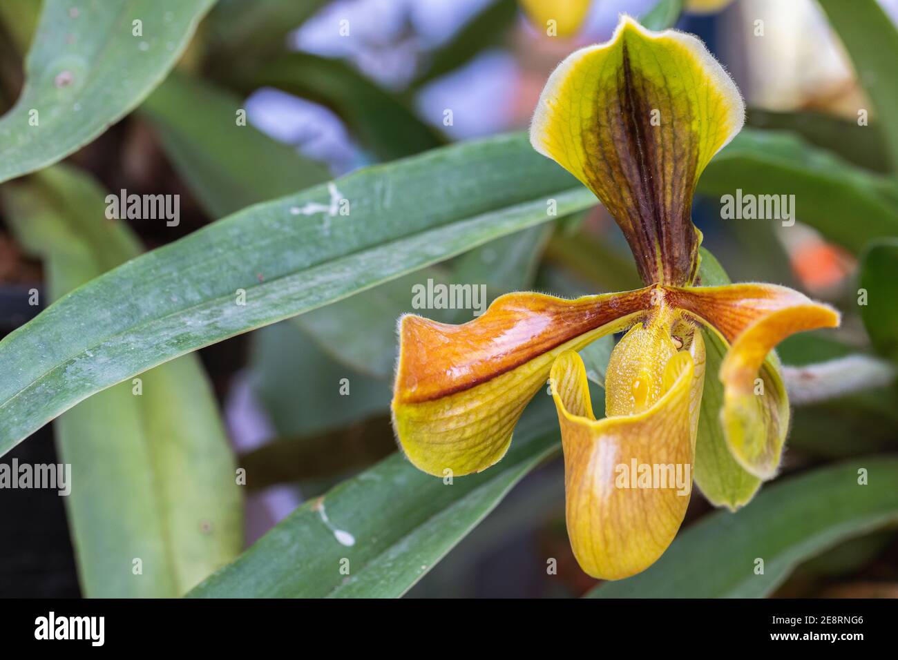 Orchid flowers in the garden. Paphiopedilum Orchidaceae. or Lady's Slipper Stock Photo