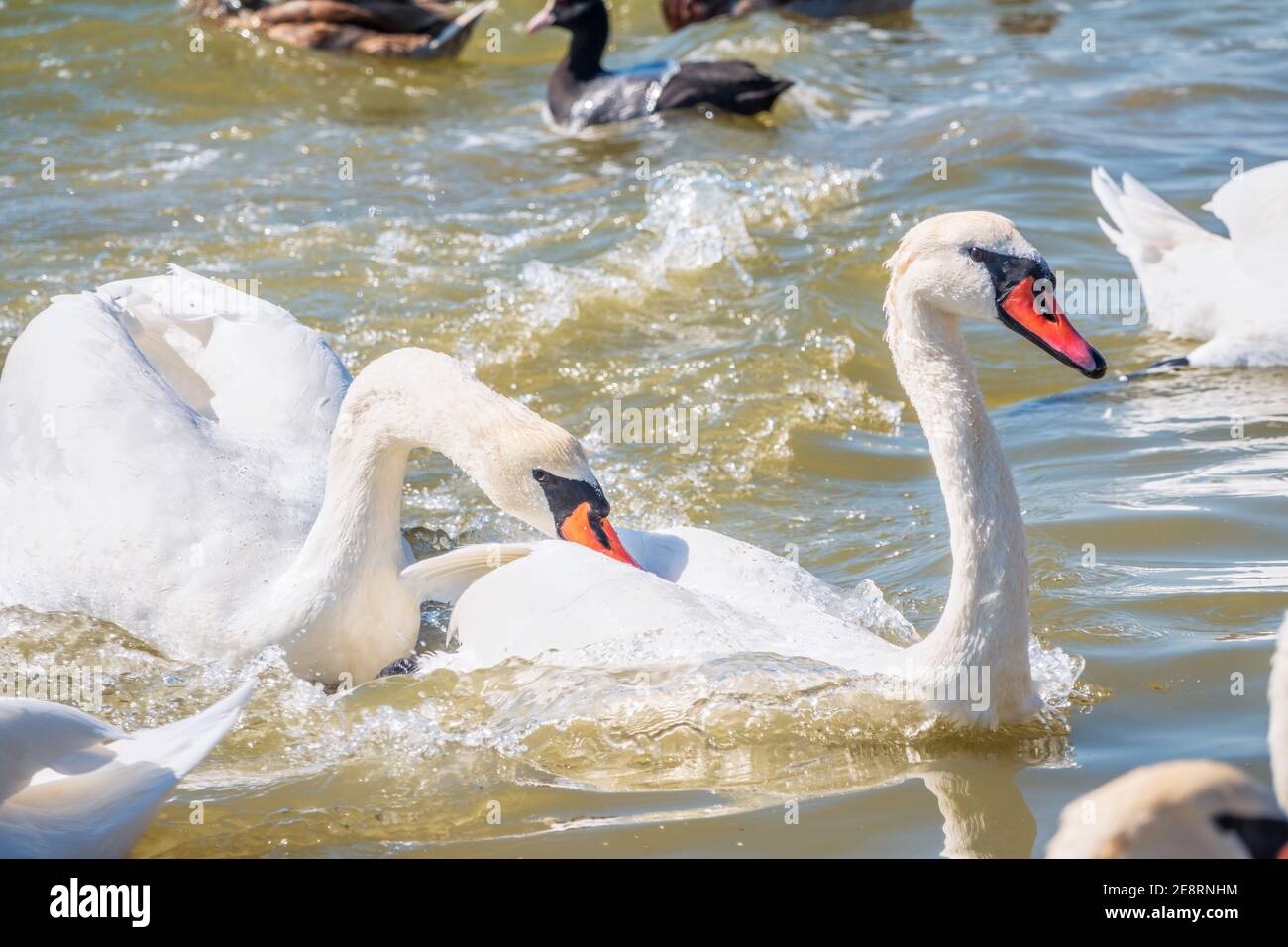 Two adult Mute Swan fighting , chasing each other in the water. One