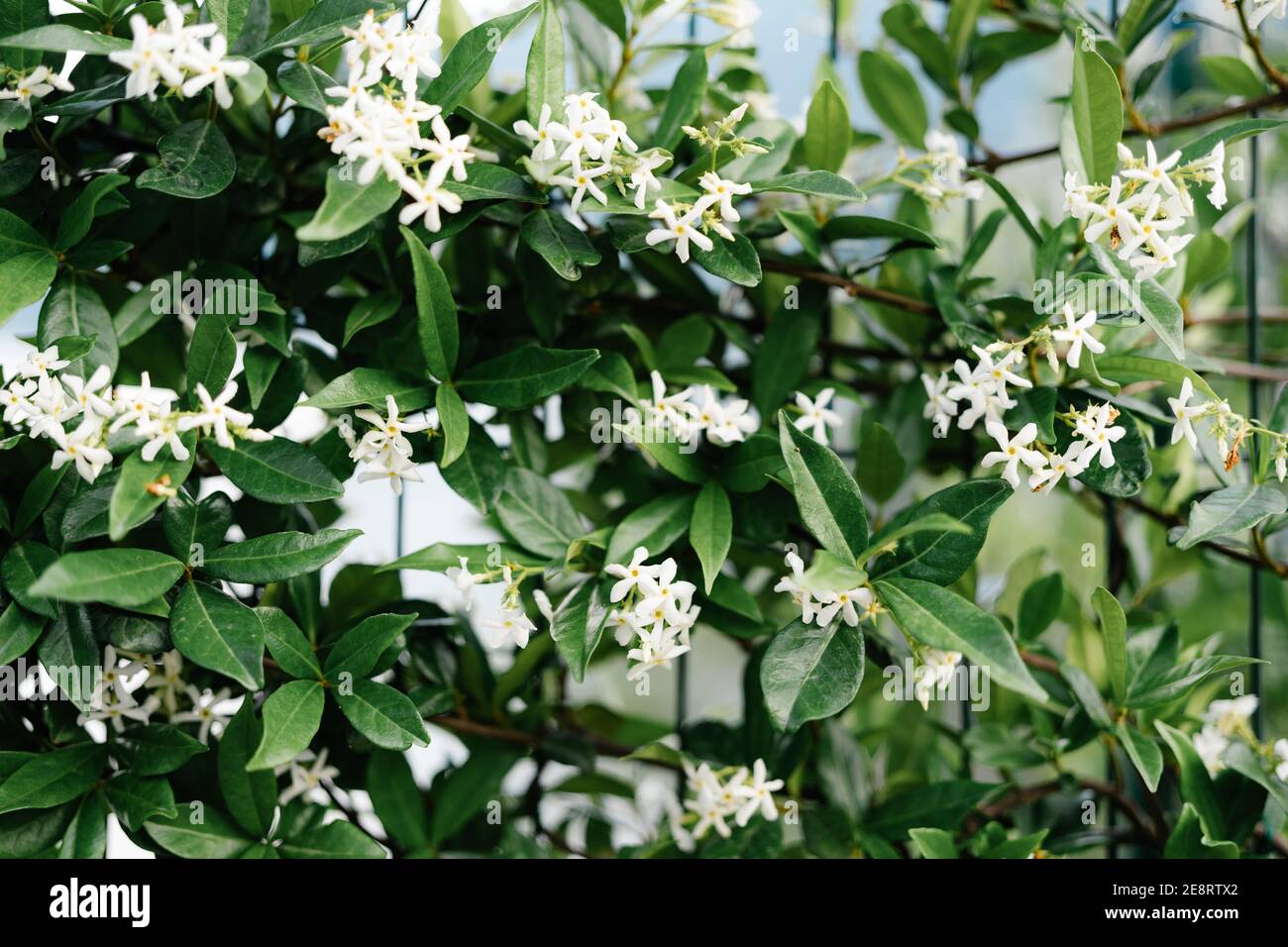 Close-up of jasmine leaves during flowering of small flowers near a metal lattice. Stock Photo