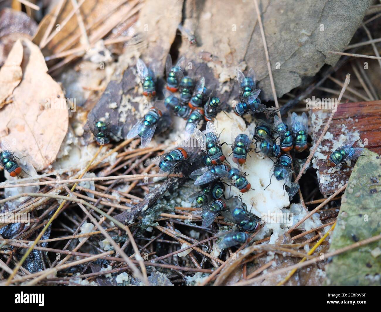 Group of Oriental latrine fly ( Chrysomya megacephala ) are eating food scraps on the dirty dirt land, Big orange color eyes on the green insect Stock Photo