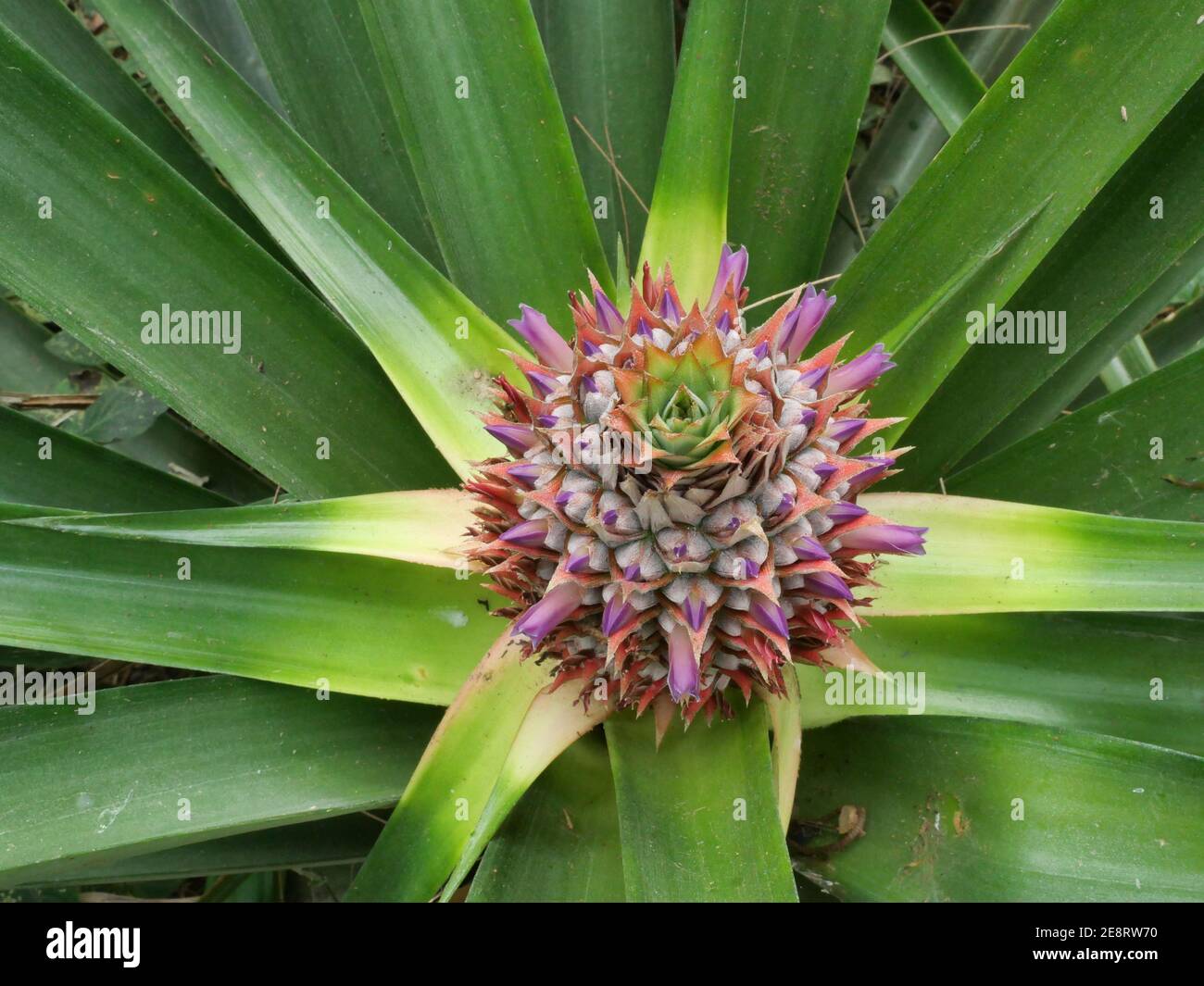 Pineapple plant flower tree hi-res stock photography and images - Alamy