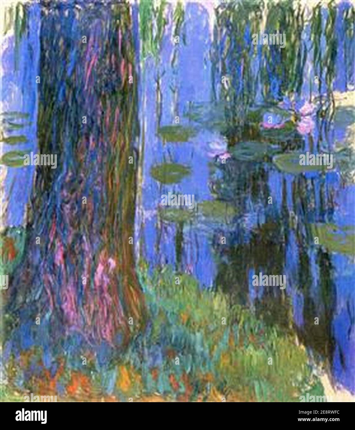 weepingwillowandwaterlilypond21919 Stock Photo Alamy