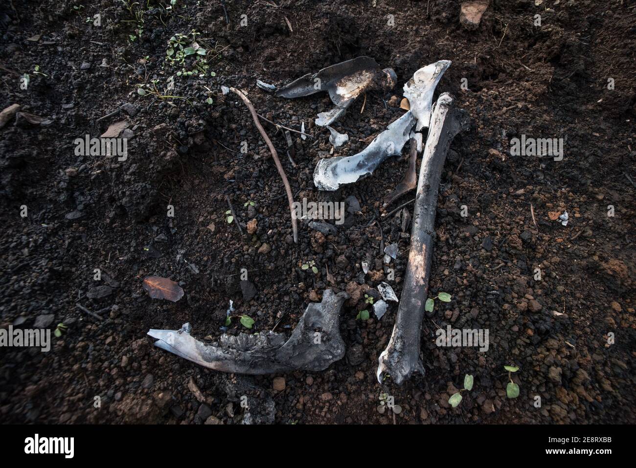 Charred bones are all that remain of a mule deer that must have gotten caught in the California wildfires. Stock Photo