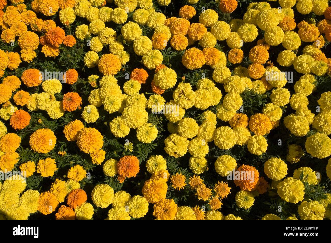 Looking down on a flowerbed of yellow marigolds, latin name Calendula officinalis. Could be used as a background. Stock Photo