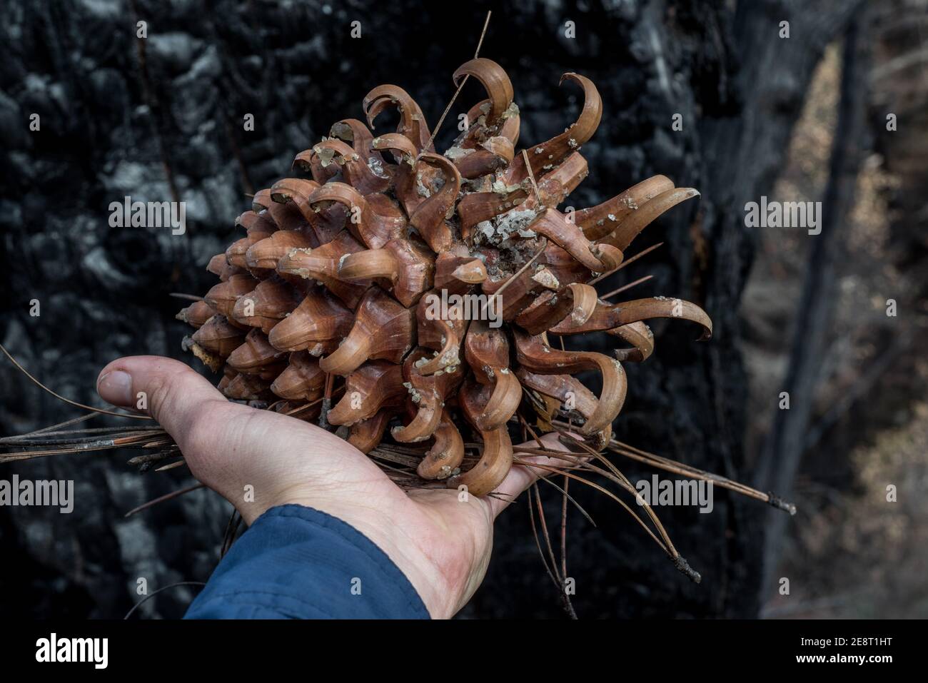 Burned pine cone hi-res stock photography and images - Alamy