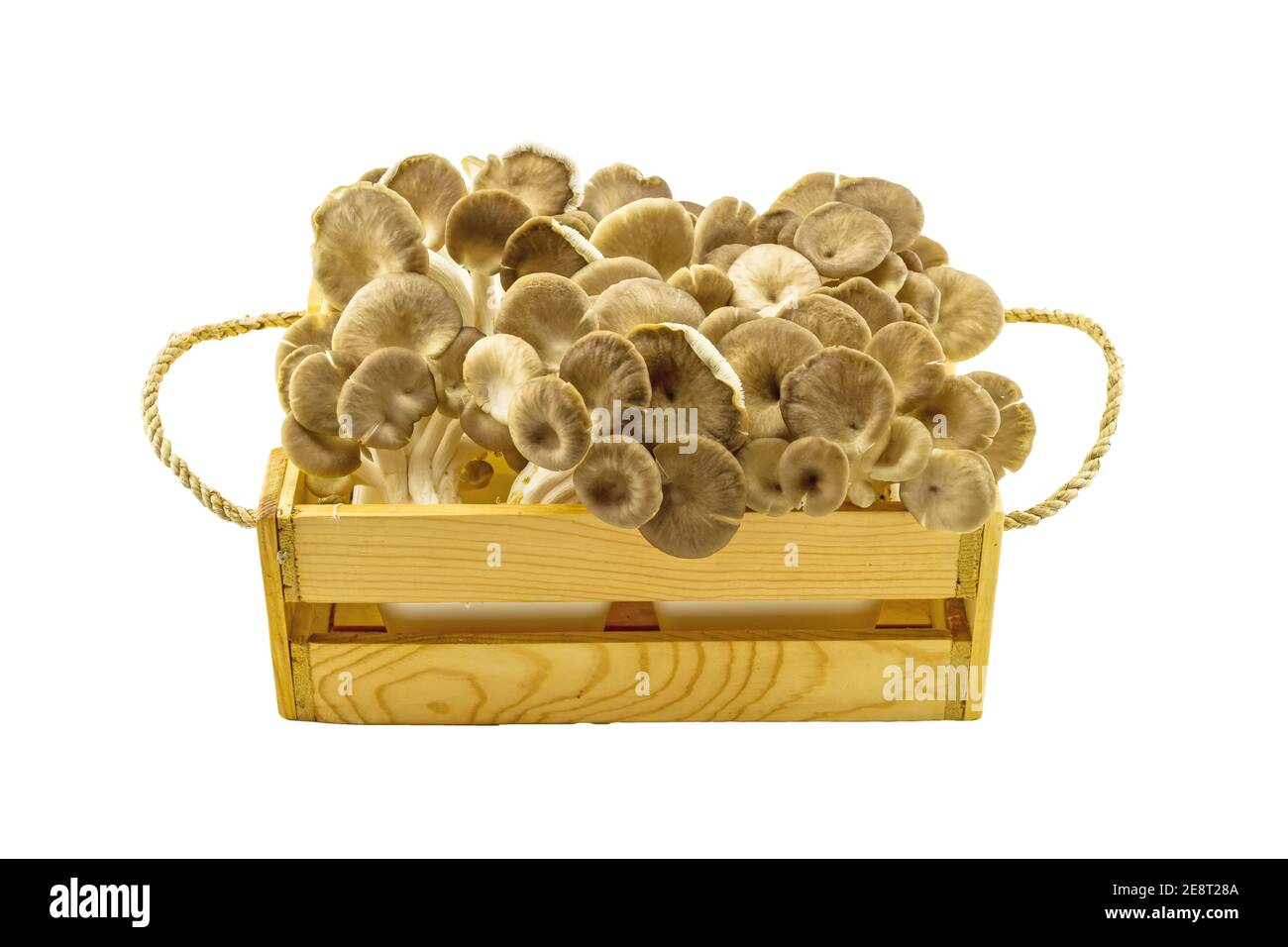 Shiitake Mushroom, Lentinus edodes (Berk.) Sing. , Black Mushroom, Phoenix Oyster Mushroom , Sajor-caju Mushroom , Pleurotus sajor- caju ( Fr. ) Sing Stock Photo
