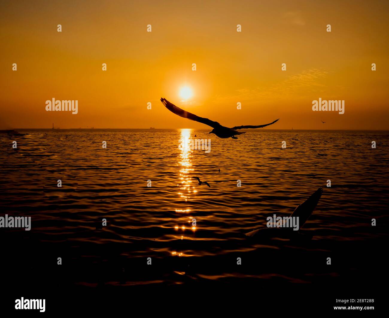 Sunset Sea Bird Silhouette sunset.Silhouette bird flying photography Sea. Minimal photography Stock Photo