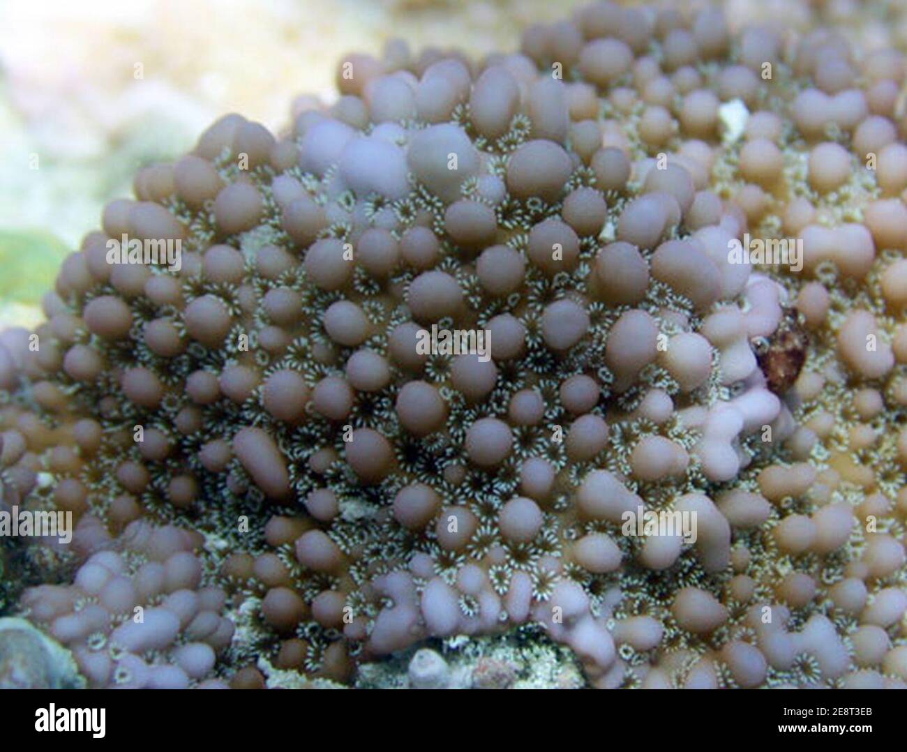 Montipora verrucosa 2 Stock Photo - Alamy