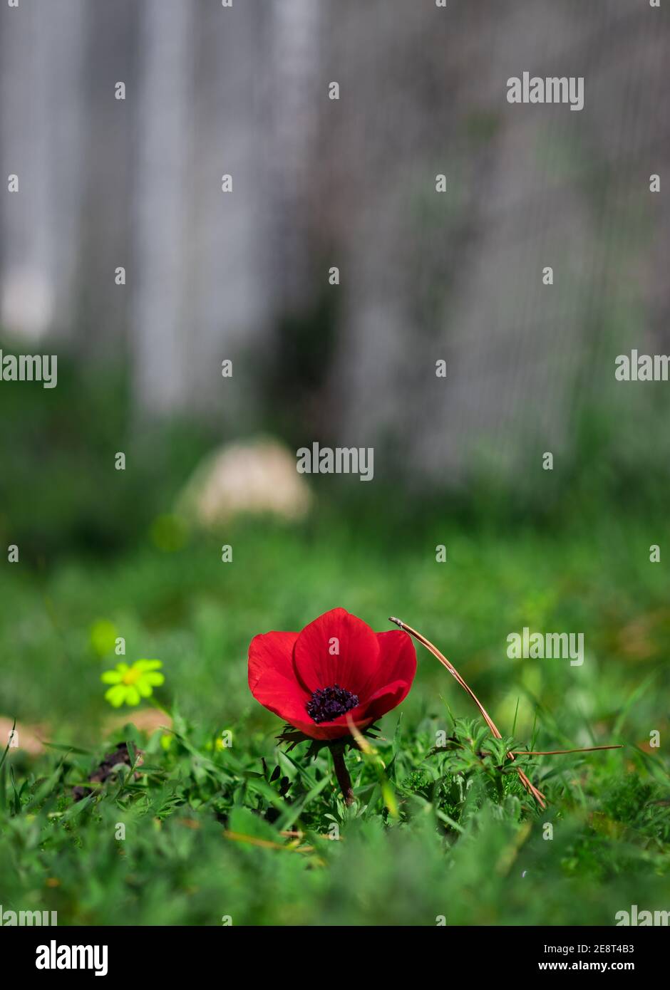 Red anemone flower in a green grass, blurred background Stock Photo